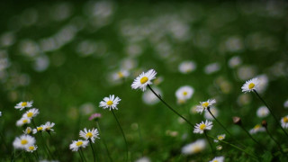 Daisies field blurry background grass - a blurry background of the grass free wallpaper