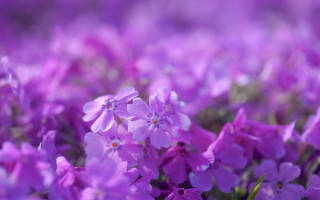 Purple flowers blurry background foreground - a blurry background of them free wallpaper