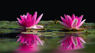 Pink water lilies pond lily - tranquil free wallpaper