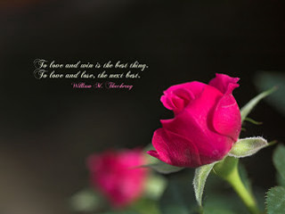 Pink rose quote vase flowers - a vase of flowers free wallpaper