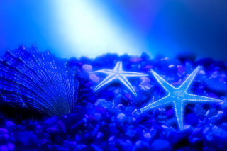 Starfish blue sea urchin aquarium - a starfish free wallpaper