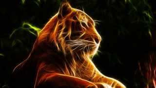 Tiger sitting dark eyes closed - a tiger free wallpaper for desktop