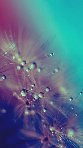 Dandelion water droplets blue sky - macro photography free wallpaper for mobile