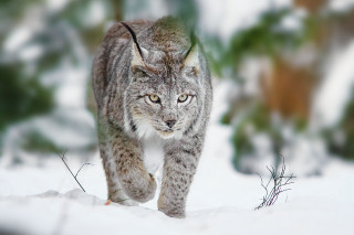 Lynx walking snow forest blurry - the background and a blurry background free wallpaper
