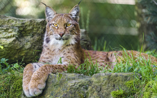 Lynx sitting rock zoo enclosure - a rock in a zoo enclosure free wallpaper for desktop