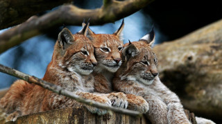 Lynx cubs tree stump forest - a tree branch in the foreground free wallpaper