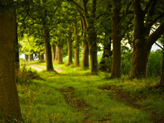 Forest path dirt trees sunlight - forest free wallpaper for desktop