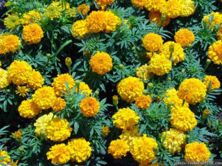 Yellow flowers garden green leaves - free flowers wallpaper