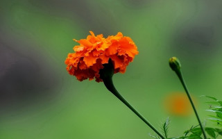 Orange flower blurry background green - single free wallpaper