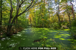 Swampy area with trees and - high saturation free wallpaper