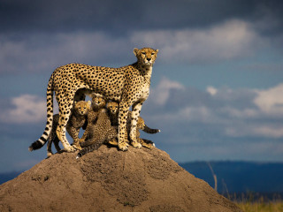 Mother cheetah cubs mound dirt - dirt free wallpaper