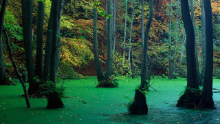 Swamp green algae trees leaves - andreas gursky free wallpaper for desktop