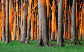 Orange bark grove forest green - a grove of trees free wallpaper