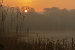 Foggy lake trees sunset mountains - a foggy lake free wallpaper
