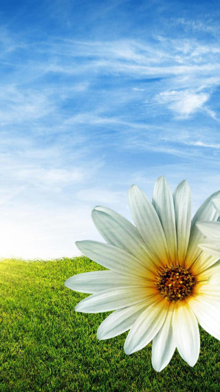 White flower yellow center green 5 - blue sky in the background free wallpaper for mobile