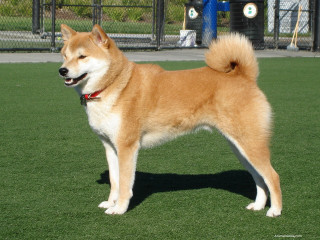 Shiba inu dog fence fire - lush free wallpaper