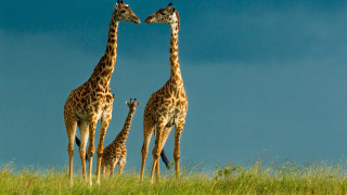 Giraffes grassy field sky camera - a grassy field free wallpaper for desktop