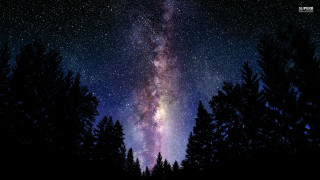 Night sky stars trees foreground - star and trees free wallpaper