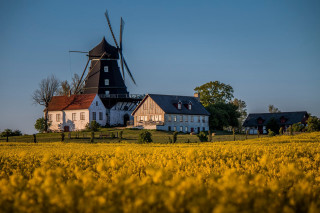 Windmill yellow flowers trees foreground - yellow flower and trees free wallpaper