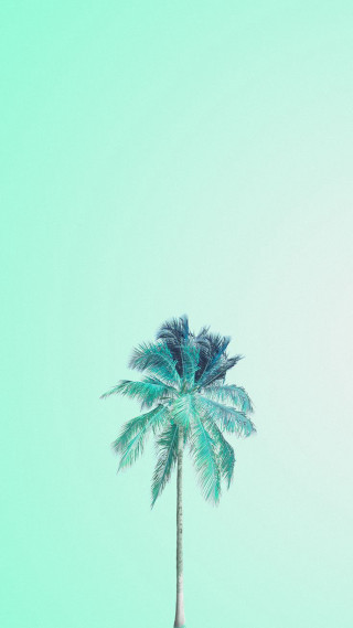 Palm tree blue sky green - free aesthetic wallpaper for mobile