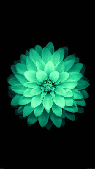 Green flower dark sky black - the center of the picture free wallpaper for mobile