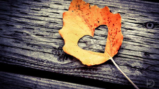Leaf wood hole romanticism love - a hole free wallpaper