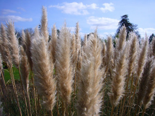 Tall grass sky clouds background - free summer wallpaper for desktop