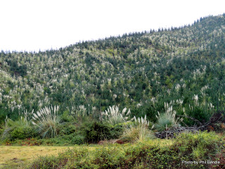 Mountain trees cow grass bushes - a bunch of trees free wallpaper