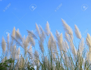 White grass blowing sunny day - clovis trouille free wallpaper for desktop