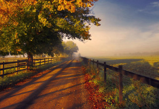 Road fence trees field grass - grass and trees free wallpaper