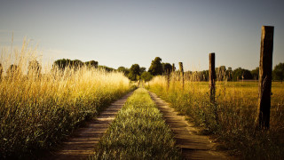 Dirt road tall grass fence - a dirt road in a field free wallpaper