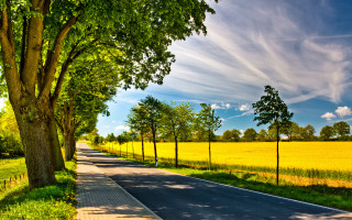 Road tree sidwalk field landscape - both side of the road free wallpaper