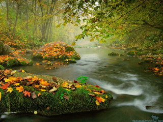 Autumn forest stream leaves rocks 2 - a lush green forest free wallpaper