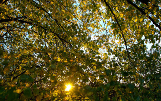 Sunlight through leaves tree forest - the leaf free wallpaper for desktop