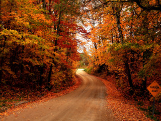 Autumn road trees fall foliage - the side of the road free wallpaper