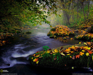 Autumn forest stream mist starry - derold page free wallpaper