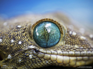 Lizard eye closeup blue background 3 - eye free wallpaper