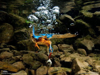 Bird diving water rocks bubbles - wing free wallpaper for desktop