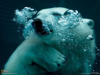 Polar bear underwater moonlight aurora - underwater free wallpaper for desktop