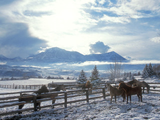 Horses snowy field mountains clouds - a snowy field free wallpaper for desktop