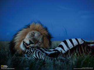 Lion zebra night grass blue - free animals wallpaper