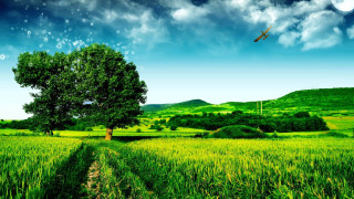 Green field tree plane sky - overhead in the sky above free wallpaper