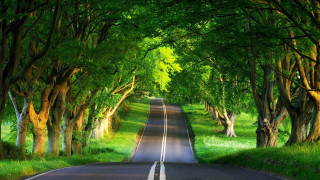 Road surrounded by trees and - both side of the road free wallpaper