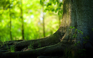 Exposed roots forest green leaves - nature free wallpaper