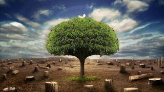 Tree bird graves field cloudy - a cloudy sky free wallpaper for desktop