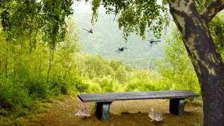 Bench forest birds flying tree - eve disher free wallpaper for desktop