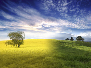 Lone tree field grass cloudy - a tree in the distance free wallpaper