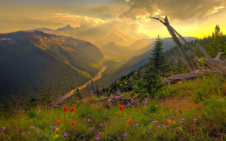 Beautiful valley mountains flowers foreground - a sunset in the background free wallpaper for desktop