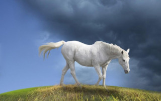 White horse grass hill cloudy 2 - top of a grass free wallpaper