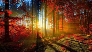 Forest sunlight trees leaves ground 3 - volumetric light free wallpaper